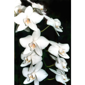 Phalaenopsis amabilis 'aphrodite' (2 Rispen)