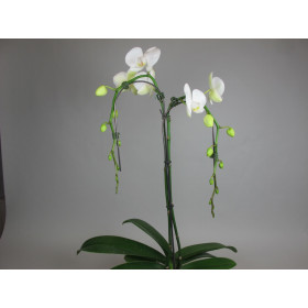 Phalaenopsis White Tree (2 Rispen)