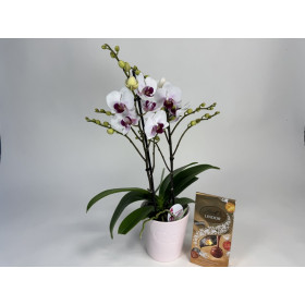 Phalaenopsis Daisy Geschenkset (inkl. Übertopf & Lindor Mischung)
