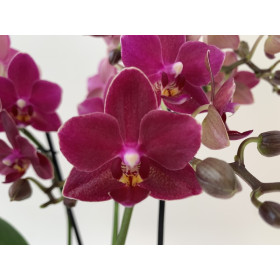 Phalaenopsis Dazzling Devil (2 Rispen)