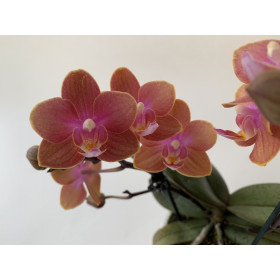 Phalaenopsis Dusty Belle (2 Rispen)