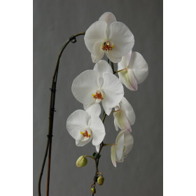 Phalaenopsis Elegant 'Cascade' (1 Rispe)