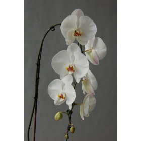 Phalaenopsis Elegant 'Cascade' (2 Rispen)