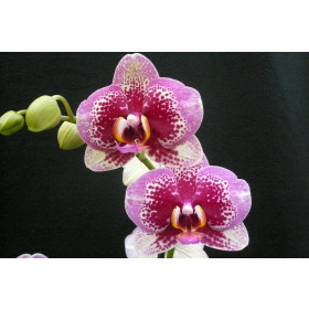 Phalaenopsis Elegant 'Dream Diamond' (2 Rispen)