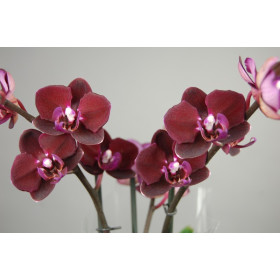 Phalaenopsis Happy Angel (2 Rispen)