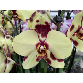 Phalaenopsis Golden Polka (2 Rispen)