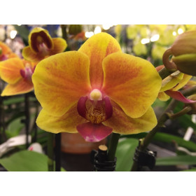 Phalaenopsis Gracia (2 Rispen)