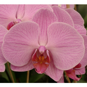 Phalaenopsis Hybride