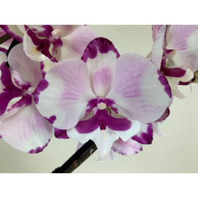 Phalaenopsis King Car Dalmatian (2 Rispen)