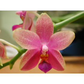 Phalaenopsis Liodoro (1 Rispe)