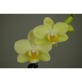 Phalaenopsis Little Lemon (2 Rispen)