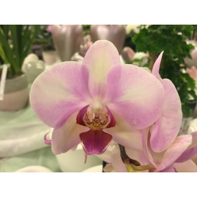 Phalaenopsis My Monroe 'Make Up' (2-3 Rispen)