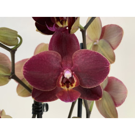 Phalaenopsis Ola (2 Rispen)