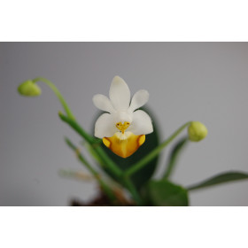 Phalaenopsis parishii