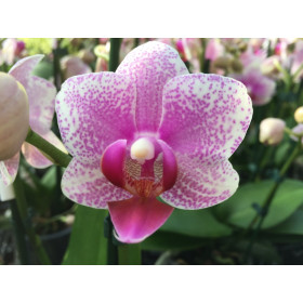 Phalaenopsis Rotterdam (3-4 Rispen)