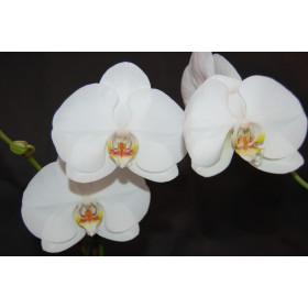 Phalaenopsis Schöne von Celle