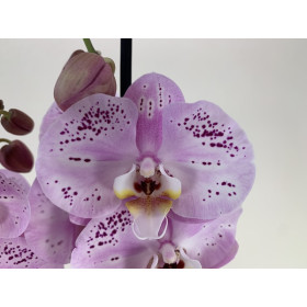Phalaenopsis Spotted World (4 Rispen)