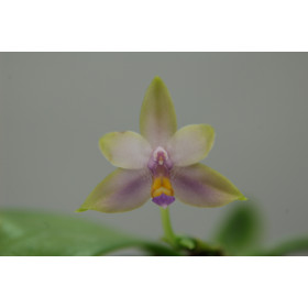 Phalaenopsis violacea 'coerulea'