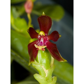 Phalaenopsis cornu-cervi 'chataladae'