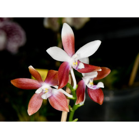 Phalaenopsis tetraspis C2 (in Knospe/Blüte)