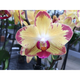 Phalaenopsis Papagayo (2 Rispen)