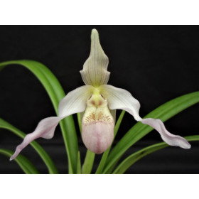 Phragmipedium Wössen