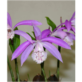 Pleione formosana (in Knospe/Blüte)