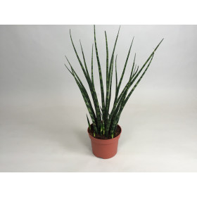 Sanseveria 'Fernwood'