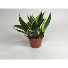 Sanseveria Mini