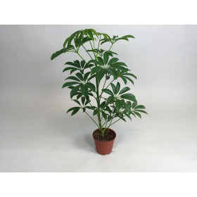 Schefflera arboricola 'compacta'