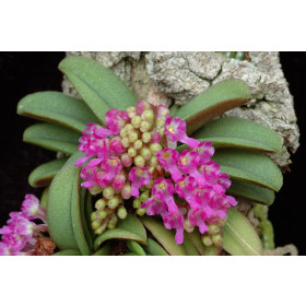 Schoenorchis fragrans (in Blüte/Knospe)