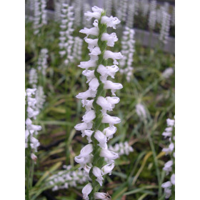 Spiranthes 'Chadd's Ford'
