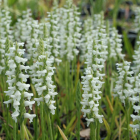 Spiranthes cernua (mit neuem Austrieb)