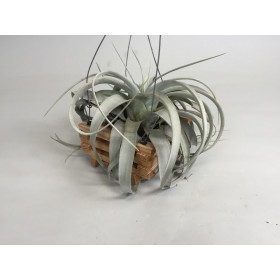 Tillandsia xerographica