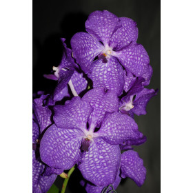 Vanda Blue Magic (in Blüte/Knospe)