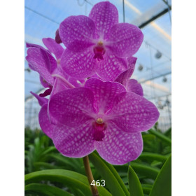 Vanda Candy Pink (in Knospe / Blüte)