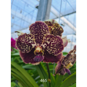 Vanda Chocolate Spotty (in Knospe Blüte)