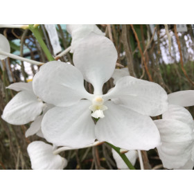 Vanda coerulea 'alba'