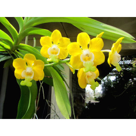 Vanda denisoniana (Jgpfl., Importpflanze)