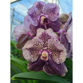 Vanda Divana Antique 'Mauve Plum' (In Knospe / Blüte)