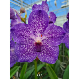 Vanda Lake Michigan (in Blüte/Knospe)