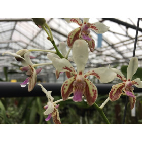 Vanda lamellata (fast blühstark)