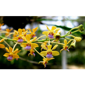 Vanda testacea (fast blühstark)