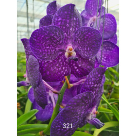 Vanda Tweed Blue (in Blüte/Knospe)