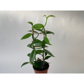 Vanilla planifolia - Echte Vanille Pflanze
