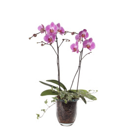 Phalaenopsis Hybride in Glasvase