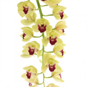 Cymbidium Cascade 'Winny' (2-3 Rispenansätze)