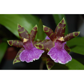 Zygopetalum Bärbel Höhn (2 Rispen)