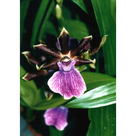 Zygopetalum Hybride (Jungpfl.)