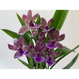 Zygopetalum Impasto Blue (Jgpfl., frisch getopft)